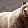 Glacier National Park officials set plans to trap grizzlies