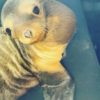Baby sea lion rescued from busy California highway