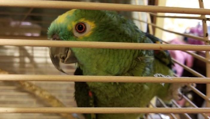 KarenBoyett | Fox 11 Tri Cities Fox 41 Yakima