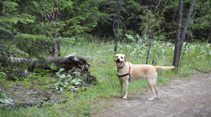 5cf7be3adde70.hires_-720x399 | Fox 11 Tri Cities Fox 41 Yakima