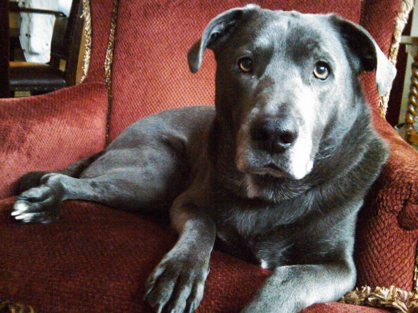 | Fox 11 Tri Cities Fox 41 Yakima