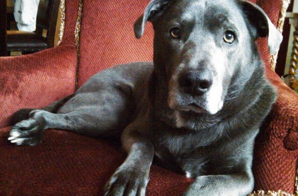 I WANT TO SAY A FEW WORDS DIRECTLY TO YOUR DOG