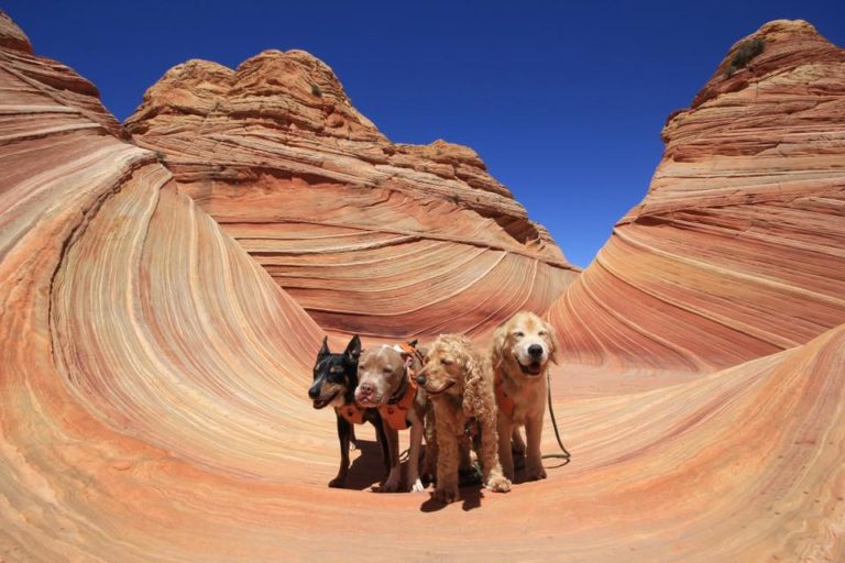 NathalieMosbachSmith-768x512 | Fox 11 Tri Cities Fox 41 Yakima