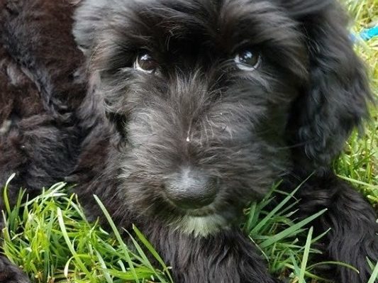 AmySuggars-533x399.jpg | Fox 11 Tri Cities Fox 41 Yakima