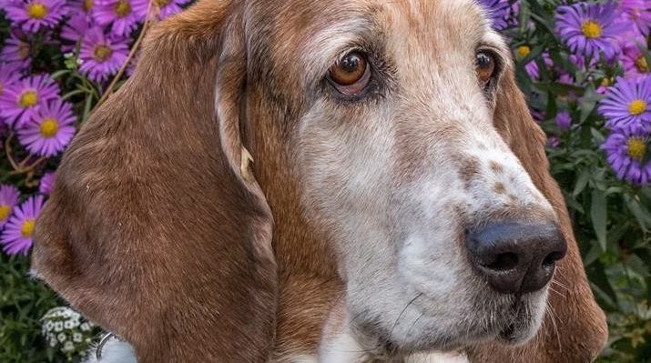 CherieMarshallAsters-715x399-1.jpg | Fox 11 Tri Cities Fox 41 Yakima