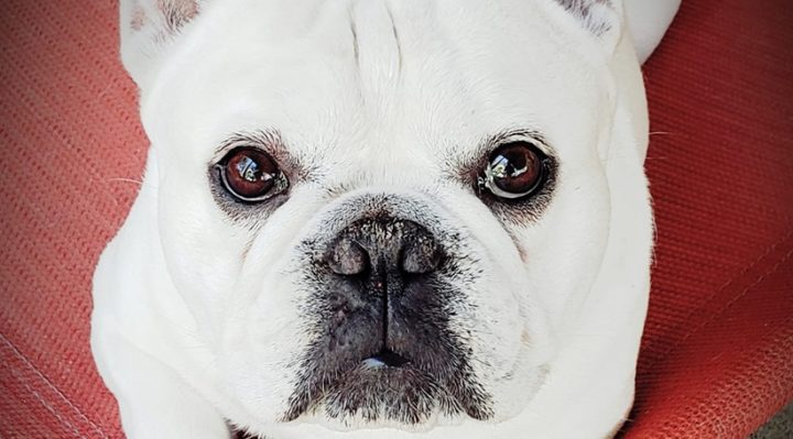 FAUX PAWS—HUMANS CAN MAKE GOOD PETS LOOK BAD