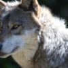 State authorizes killing of some wolves in Grouse Flats pack