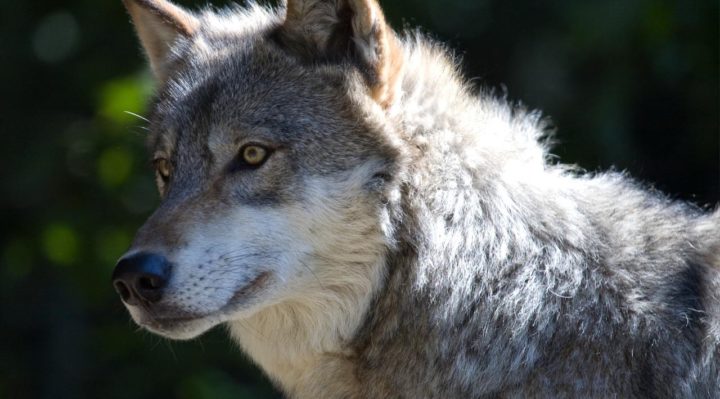 5c8acb82cd96f.hires_-720x399 | Fox 11 Tri Cities Fox 41 Yakima