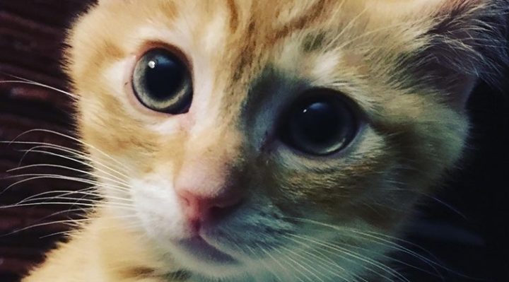 YOUR NEW KITTEN—HOW DO YOU WANT YOUR GROWN CAT TO BEHAVE?