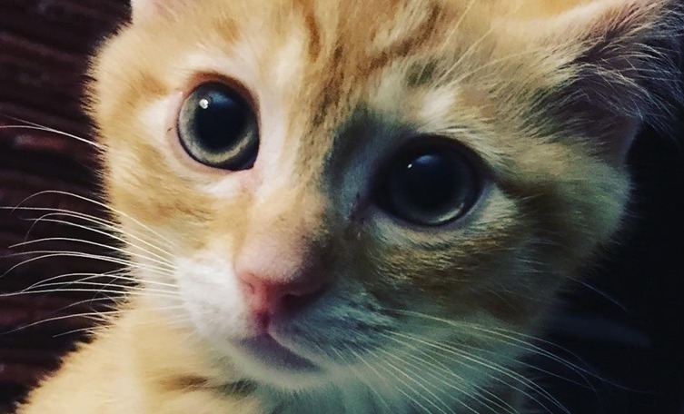 | Fox 11 Tri Cities Fox 41 Yakima