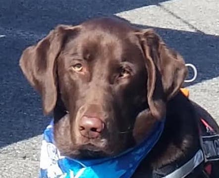 WHAT YOUR BUSINESS NEEDS TO KNOW ABOUT SERVICE DOGS