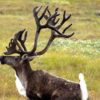 US announces caribou protections for Idaho, Washington