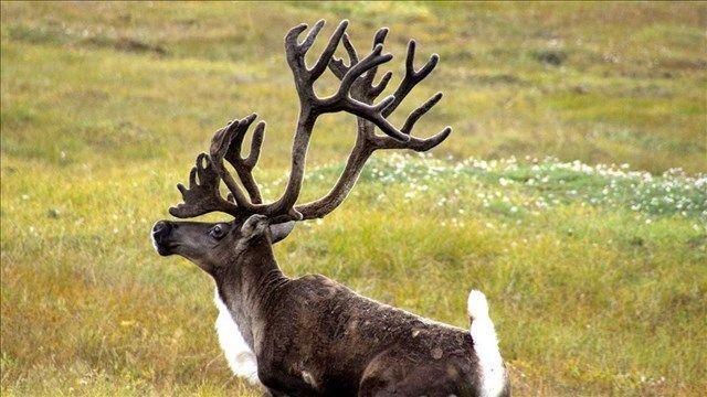 5bef2b707f95f.image_-1 | Fox 11 Tri Cities Fox 41 Yakima