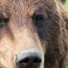 Grizzly bear that attacked biologist last year is relocated