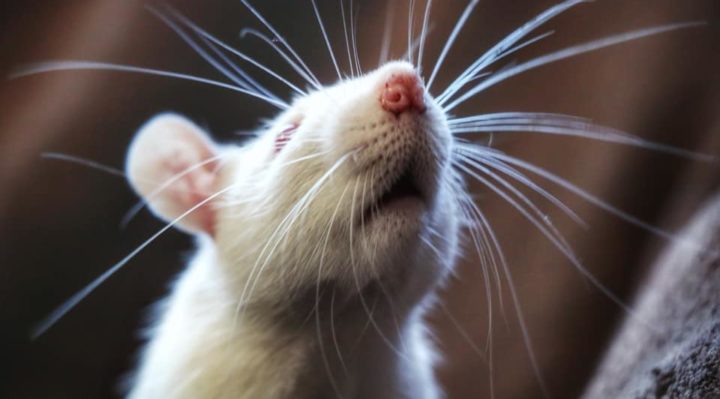 ADOPTING FROM AN ANIMAL RESCUE? ASK THESE QUESTIONS FIRST!