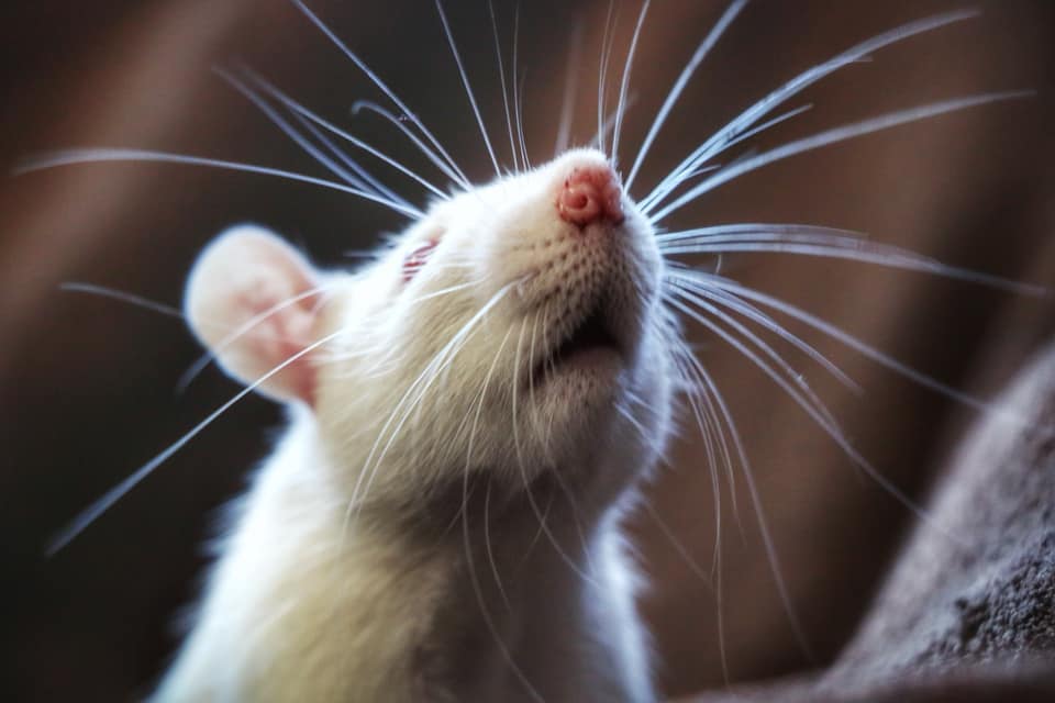 | Fox 11 Tri Cities Fox 41 Yakima