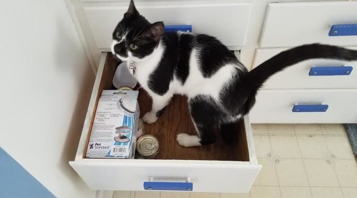 RebeccaCookRoscoeInADrawerORIGINAL-720x399.jpeg | Fox 11 Tri Cities Fox 41 Yakima