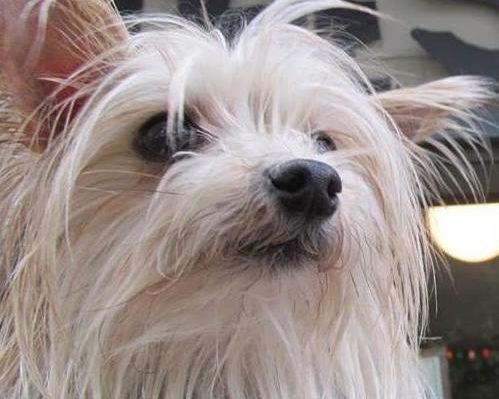 EIGHTEEN YEARS AND COUNTING&mdash;LIVING WITH A VERY OLD DOG