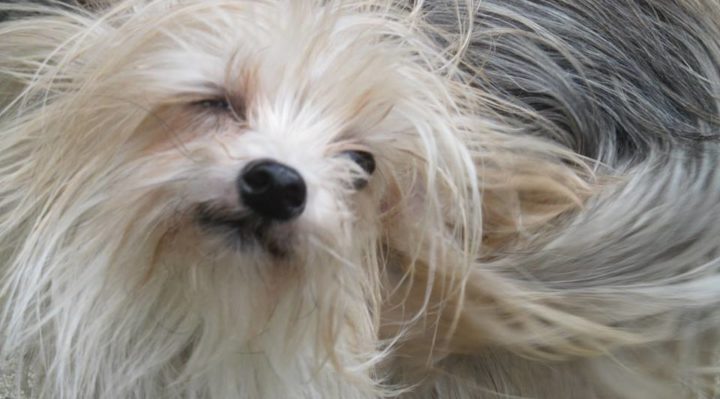 ValHughesTeaselShakesHead-720x399.jpg | Fox 11 Tri Cities Fox 41 Yakima