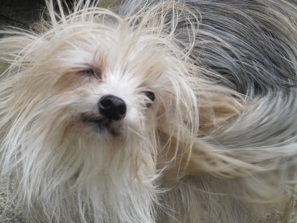 | Fox 11 Tri Cities Fox 41 Yakima