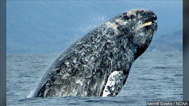 5ce5dfc2ba754.image_ | Fox 11 Tri Cities Fox 41 Yakima