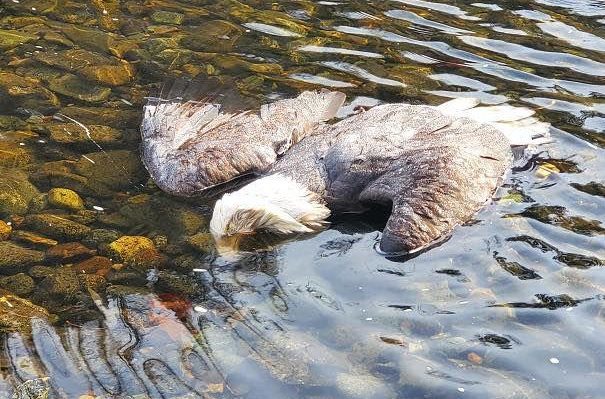 5dc9ef1aa8372.image_-605x399 | Fox 11 Tri Cities Fox 41 Yakima