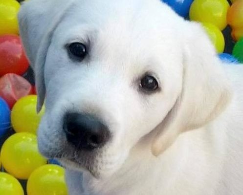 GREAT GIFTS FOR A HOUSEHOLD WITH A NEW DOG OR PUPPY