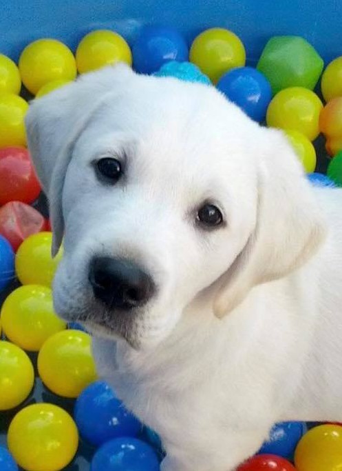 | Fox 11 Tri Cities Fox 41 Yakima