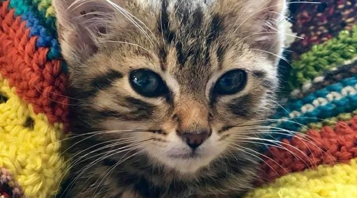 GREAT GIFTS FOR HOUSEHOLDS WITH A NEW CAT OR KITTEN