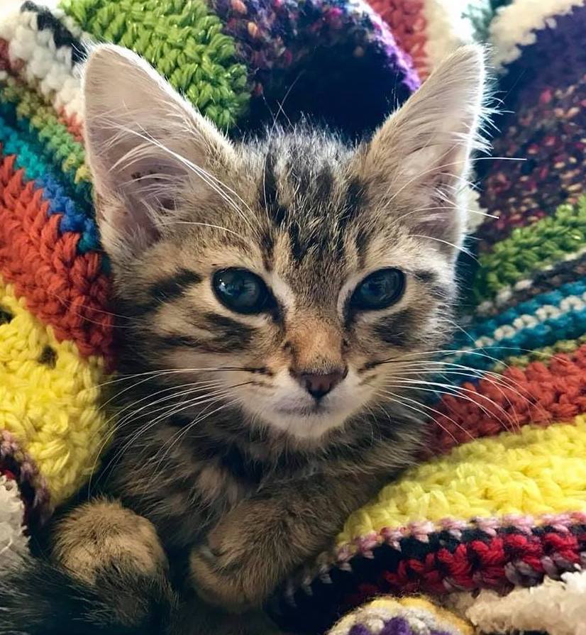 | Fox 11 Tri Cities Fox 41 Yakima