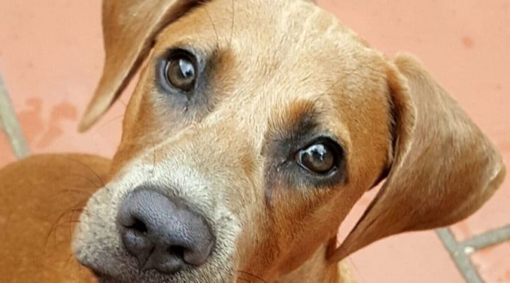 DOGGY DAY CARE—IS IT A GOOD CHOICE FOR YOUR DOG?