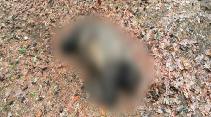 5df8167f5b436.hires_-720x399 | Fox 11 Tri Cities Fox 41 Yakima