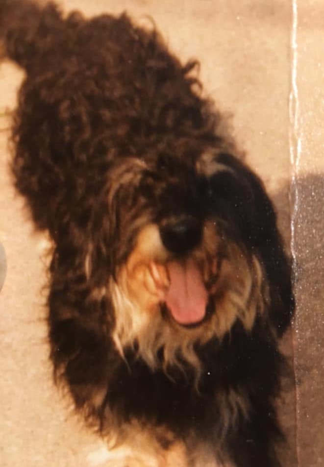 | Fox 11 Tri Cities Fox 41 Yakima