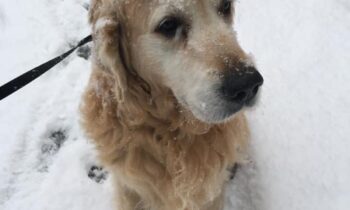 WHAT DO YOU DO THAT ANNOYS YOUR PET?