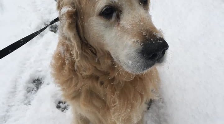 WHAT DO YOU DO THAT ANNOYS YOUR PET?