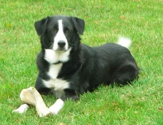 KatieCronin-523x399.jpg | Fox 11 Tri Cities Fox 41 Yakima