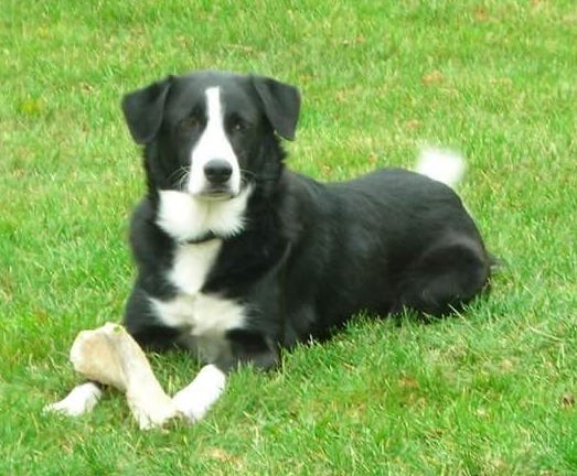 | Fox 11 Tri Cities Fox 41 Yakima