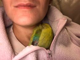 | Fox 11 Tri Cities Fox 41 Yakima