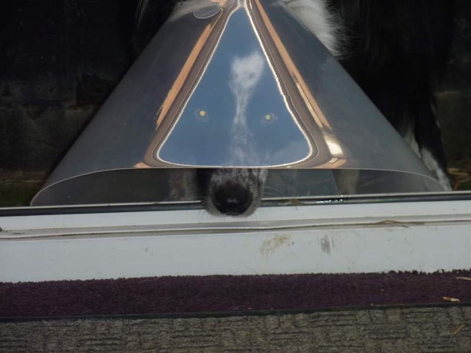 | Fox 11 Tri Cities Fox 41 Yakima