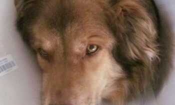 HOW TO HELP YOUR DOG ADJUST TO WEARING AN ELIZABETHAN COLLAR