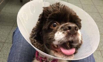 WHEN YOUR DOG WEARS AN ELIZABETHAN COLLAR—WHO’S A GOOD CONEHEAD?