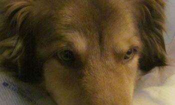 WHAT’S AN ELIZABETHAN COLLAR AND WHY WOULD MY DOG HAVE TO WEAR ONE?