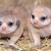 Zoo Miami welcomes pair of baby meerkats