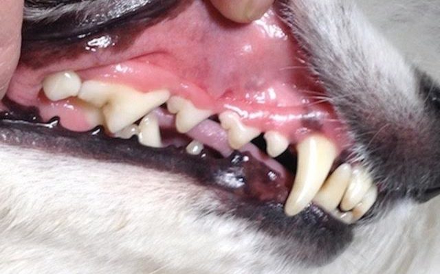 YOUR DOG’S DENTAL CARE—IT DOESN’T HAVE TO BE LIKE PULLING TEETH!