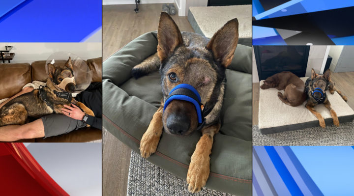 5e7a3eefa9853.hires_-720x399 | Fox 11 Tri Cities Fox 41 Yakima