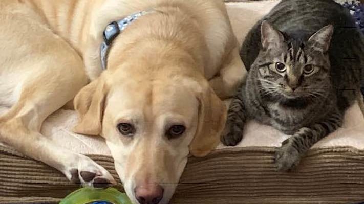 JaniceLangbehn-711x399.jpg | Fox 11 Tri Cities Fox 41 Yakima