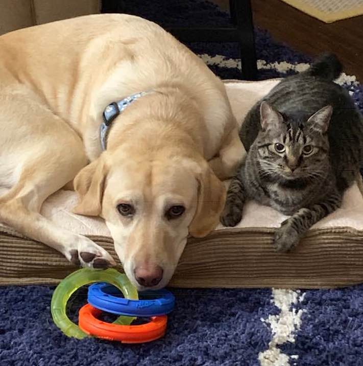 | Fox 11 Tri Cities Fox 41 Yakima