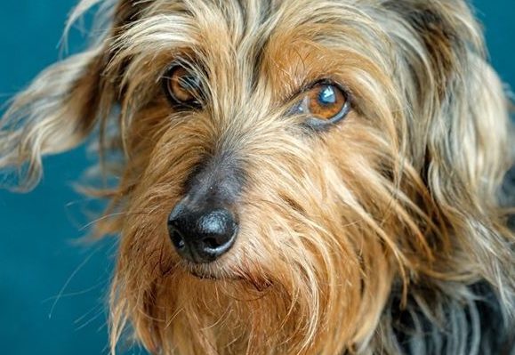 StevenCogswell-579x399.jpg | Fox 11 Tri Cities Fox 41 Yakima