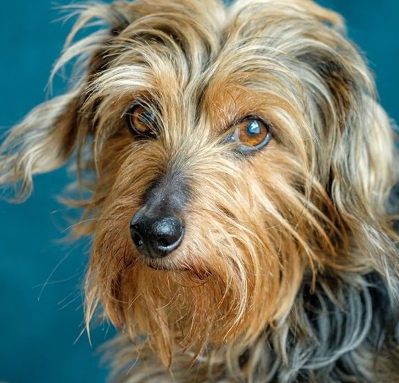 | Fox 11 Tri Cities Fox 41 Yakima