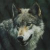Washington report finds population of wolves grew 11% in 2019